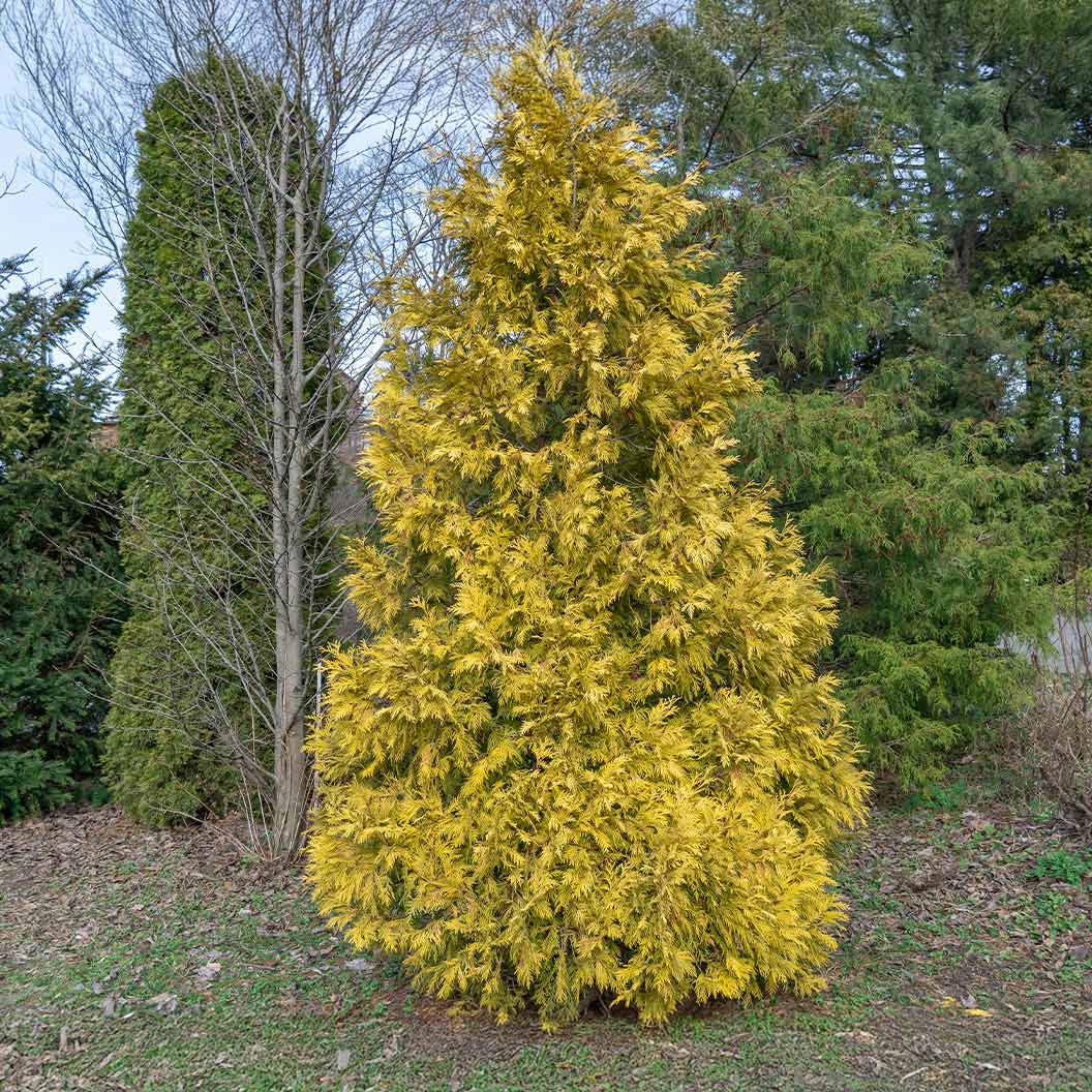 A photo of the Southern Living® Highlights™ Arborvitae Thuja