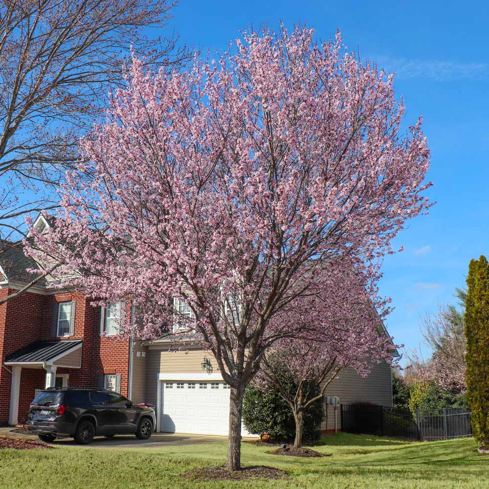 #2 - Newport Flowering Plum