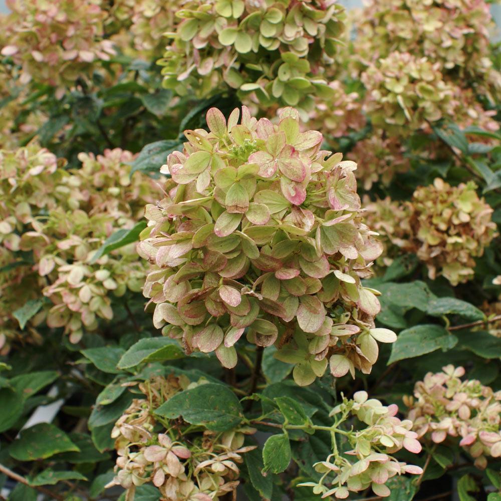 #5 - Proven Winners® Limelight Hydrangea Shrub