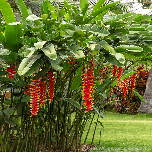 A photo of the Lobster Claw Plant