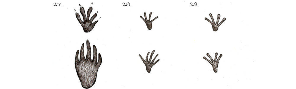 g reptile frog alligator lizard tracks