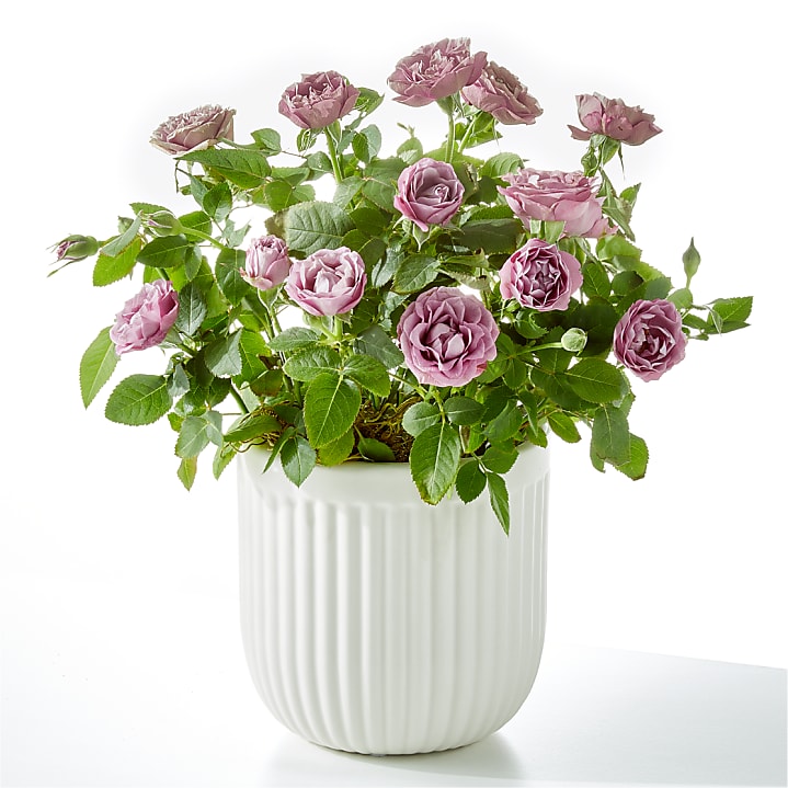 product image for Pure Beauty Lavender Rose