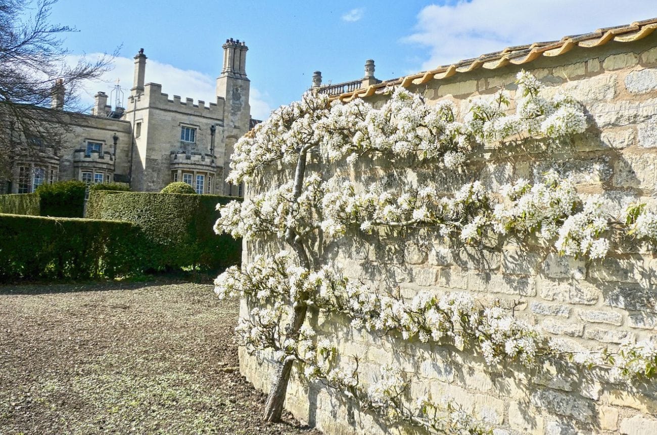 Espalier