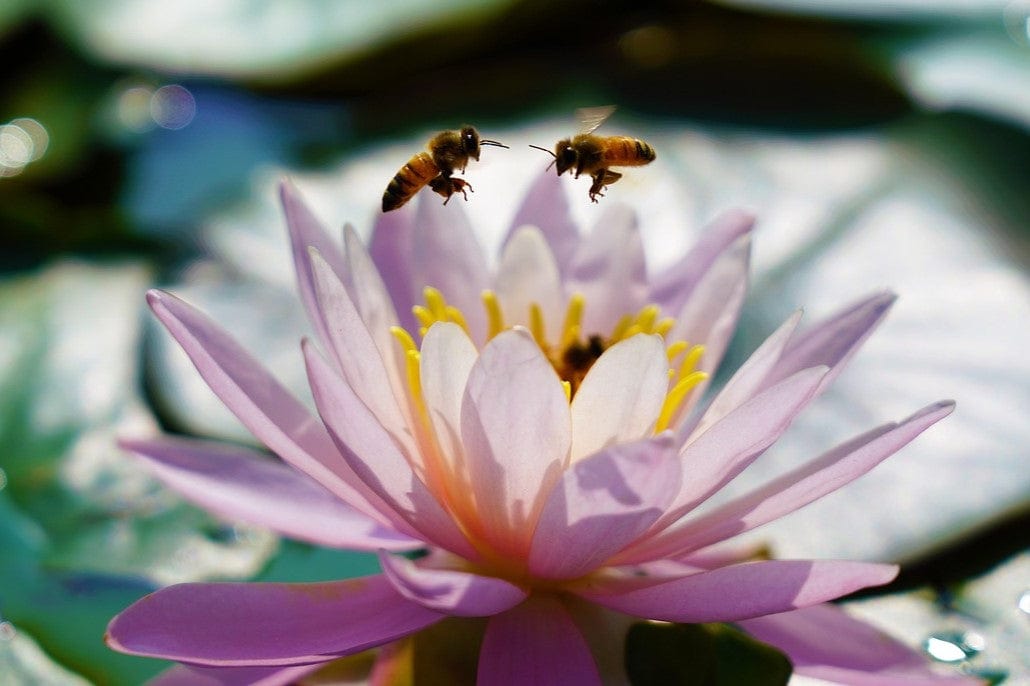 bees on water lily