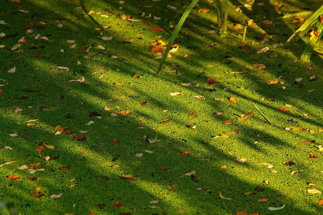 duckweed