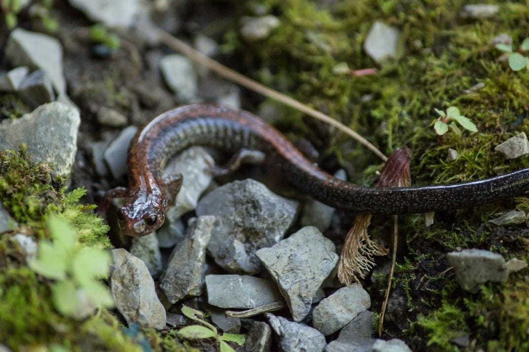 newt