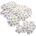 Achillea Millefolium