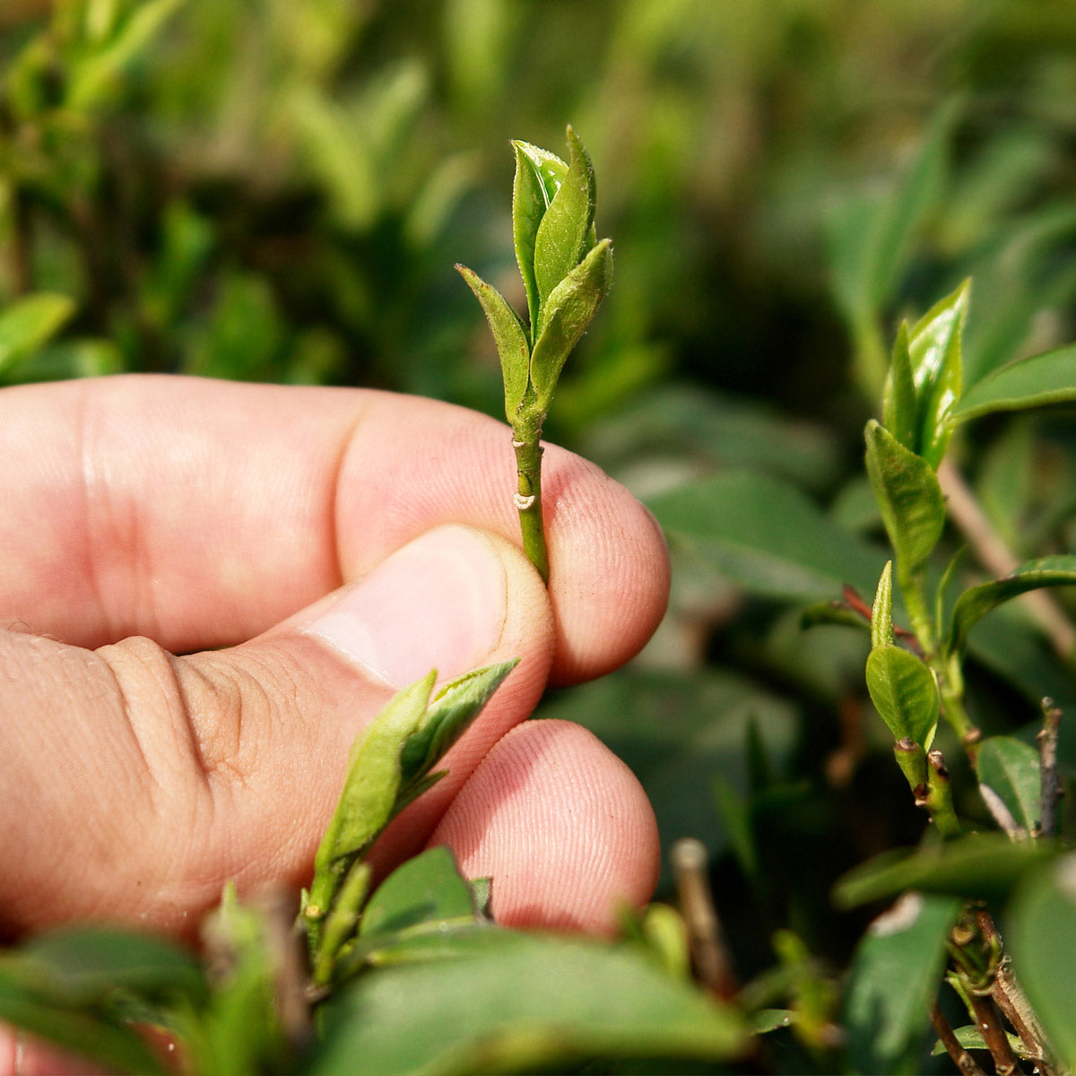 The Tea Process - Orthodox Method The Tea Process - Orthodox Method