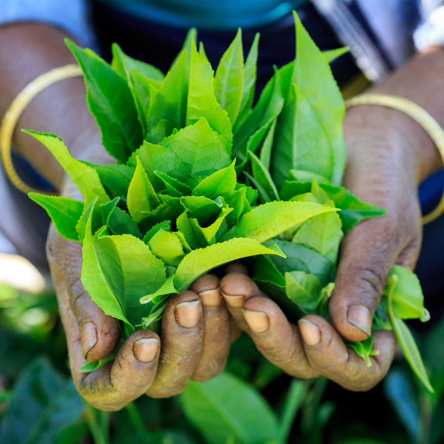 What Is a Tea Category? What Is a Tea Category?