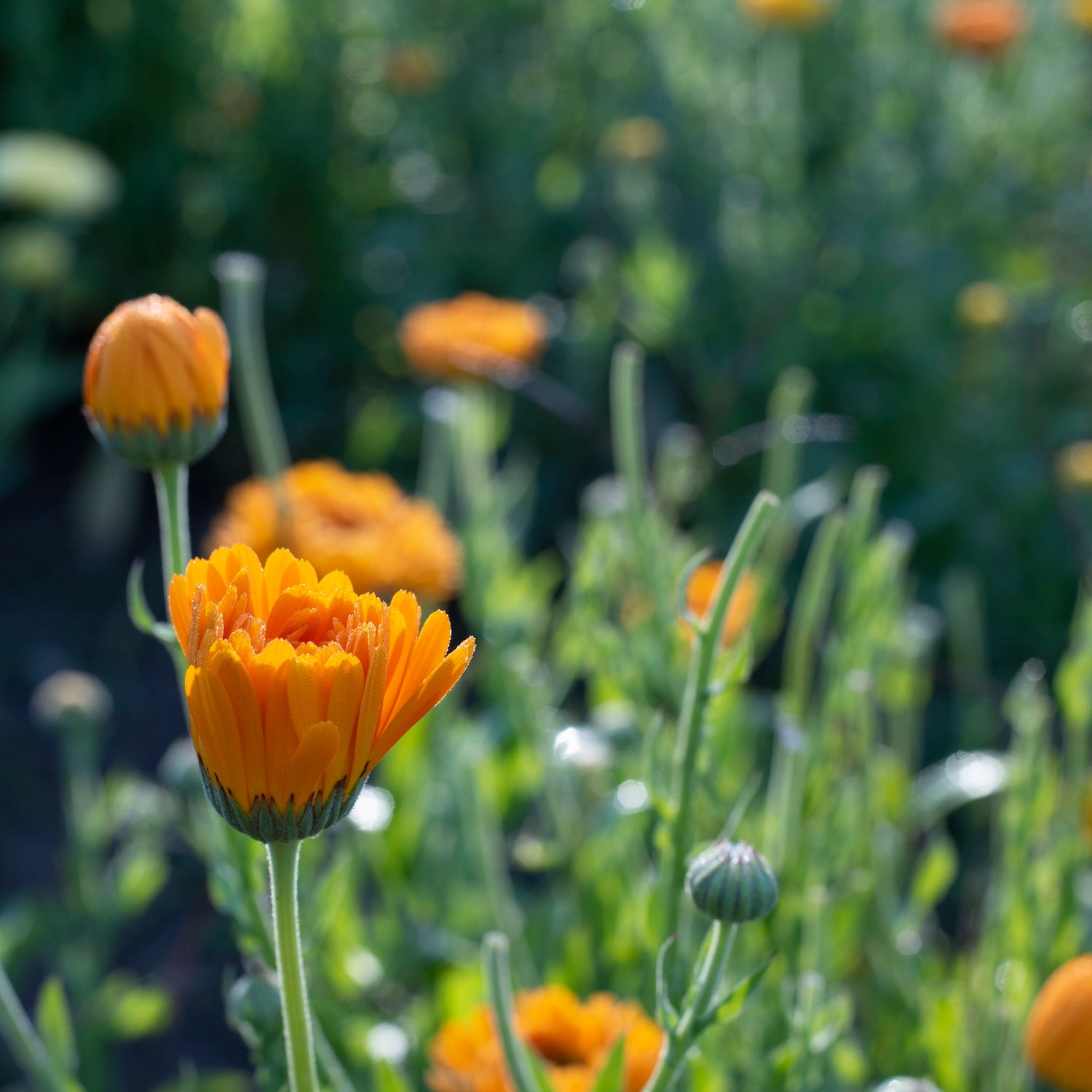 Calendula