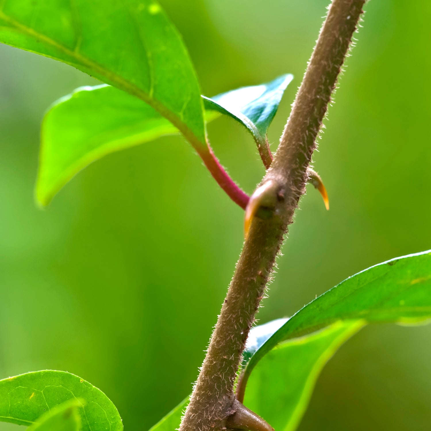 Cat's Claw