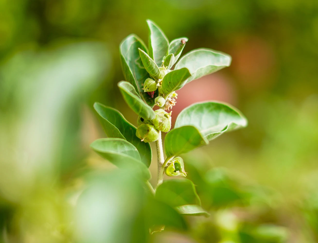 Ashwagandha