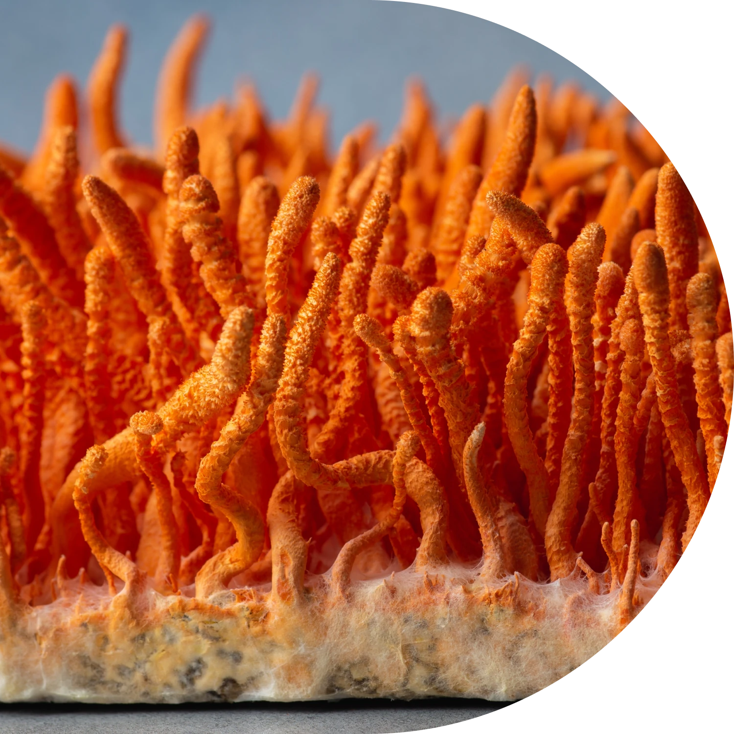 Cordyceps