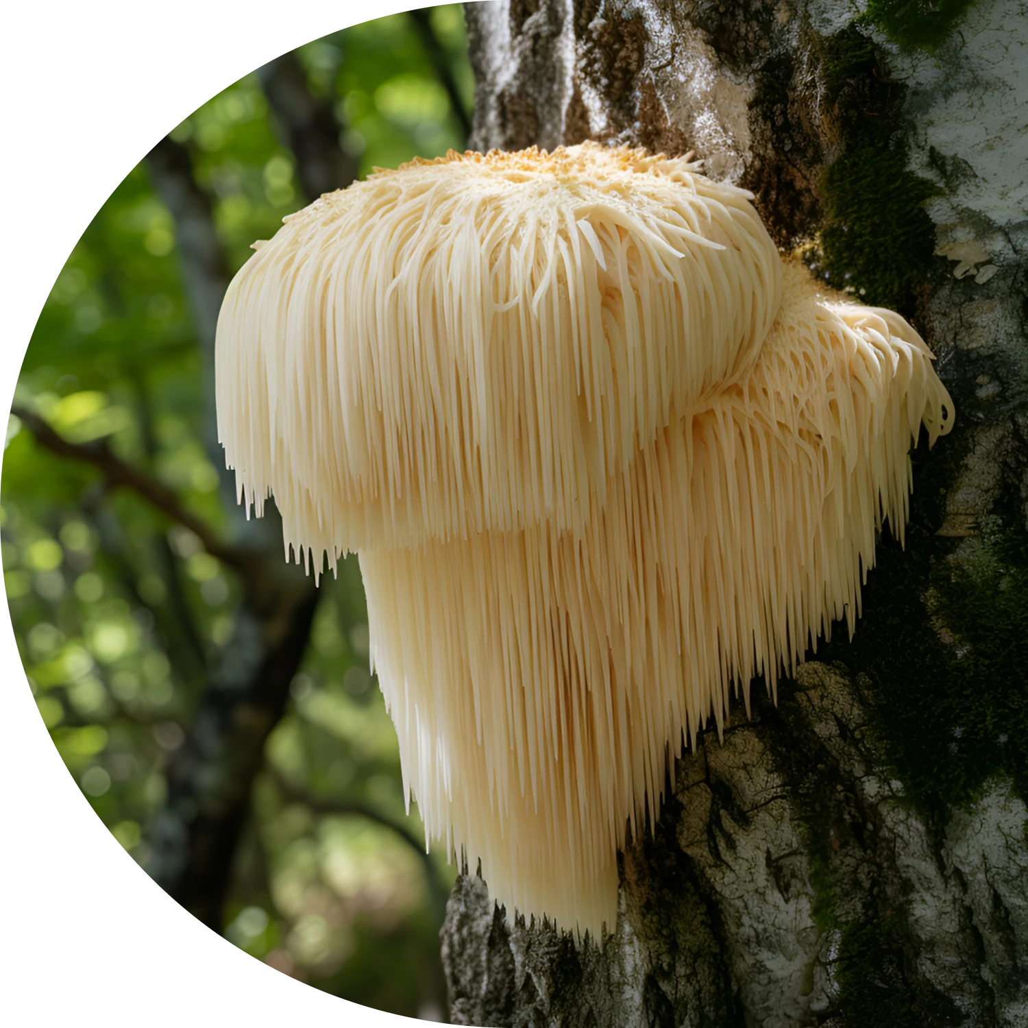 Lion's Mane