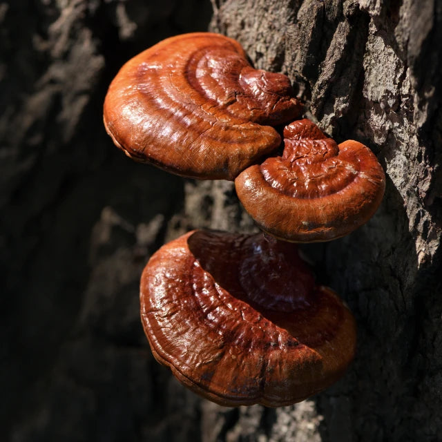 Reishi