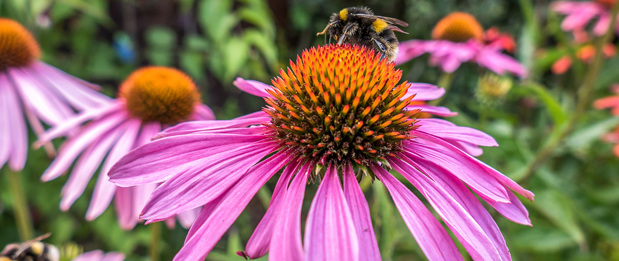Echinacea: The Native Warrior
