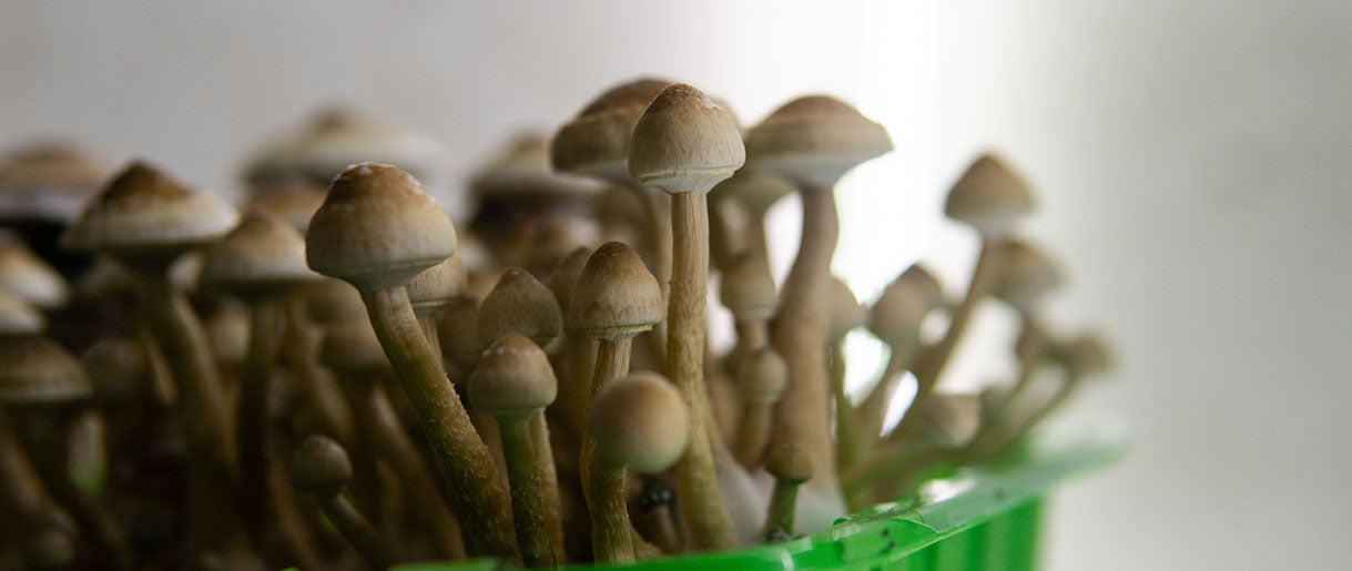 Psilocybe (Magic Mushrooms): A Controversial Cure