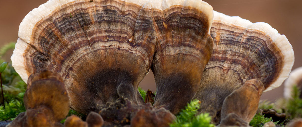 Turkey Tail Mushroom: The Immune Ally