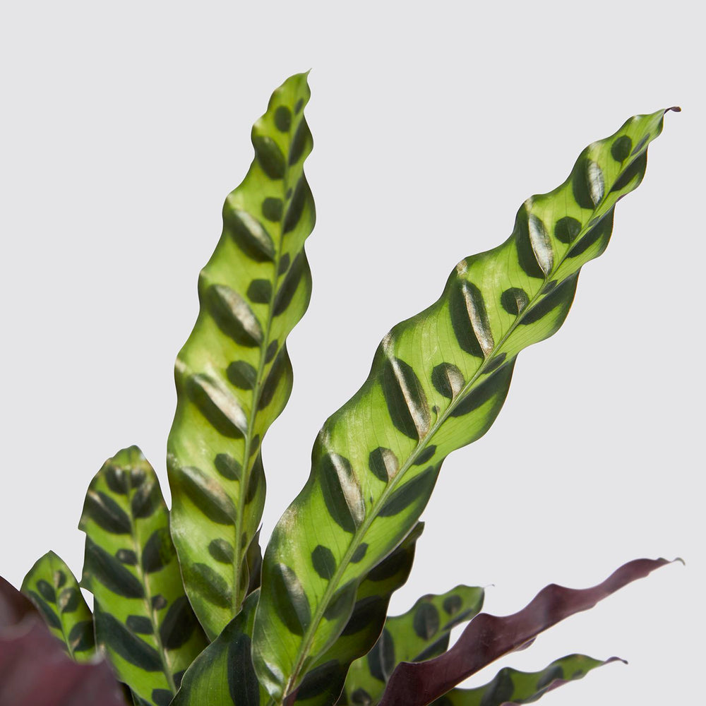 Calathea lancifolia