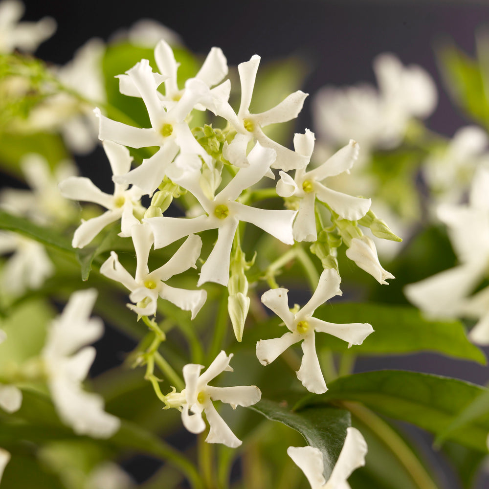 Star Jasmine