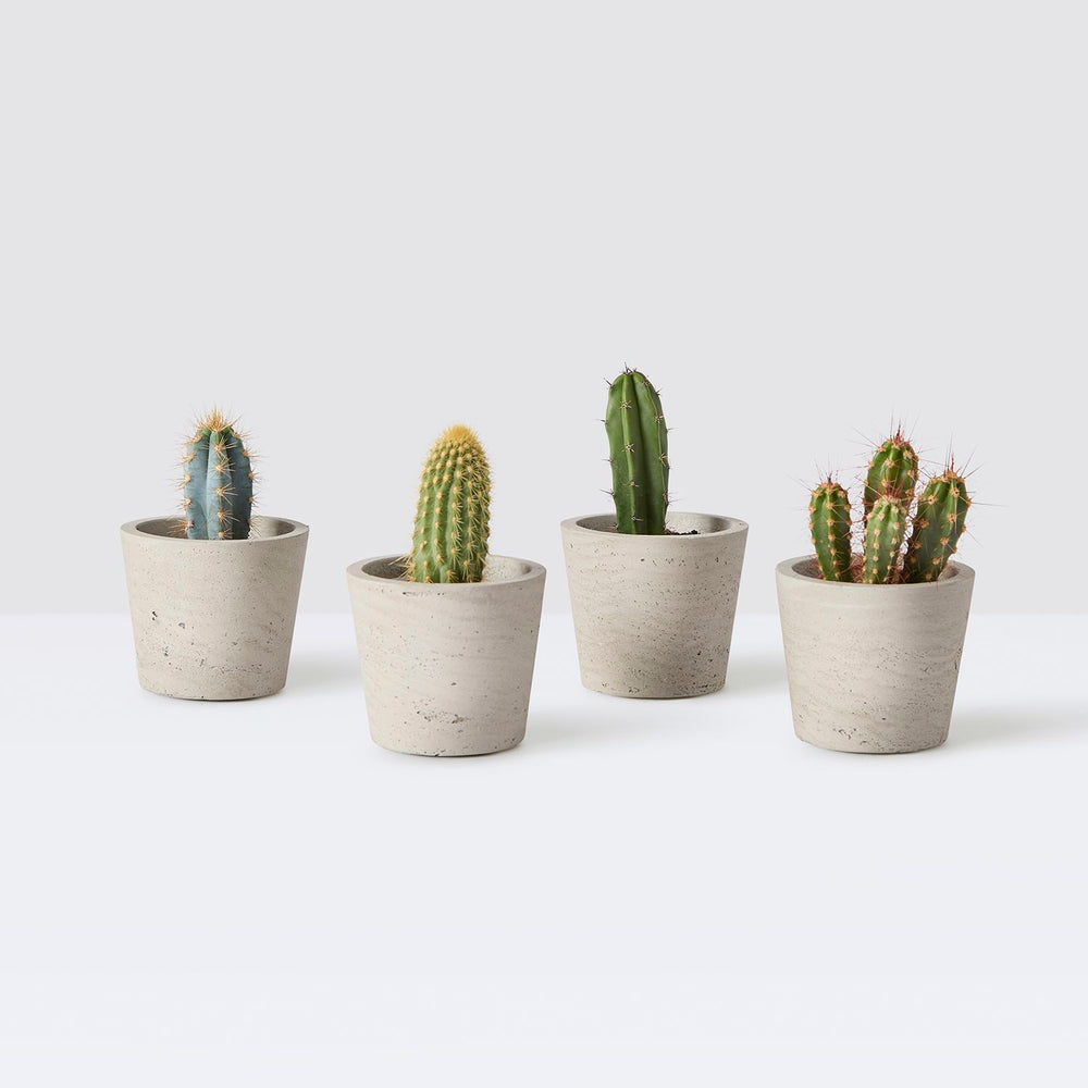 Mini cactus set - tall