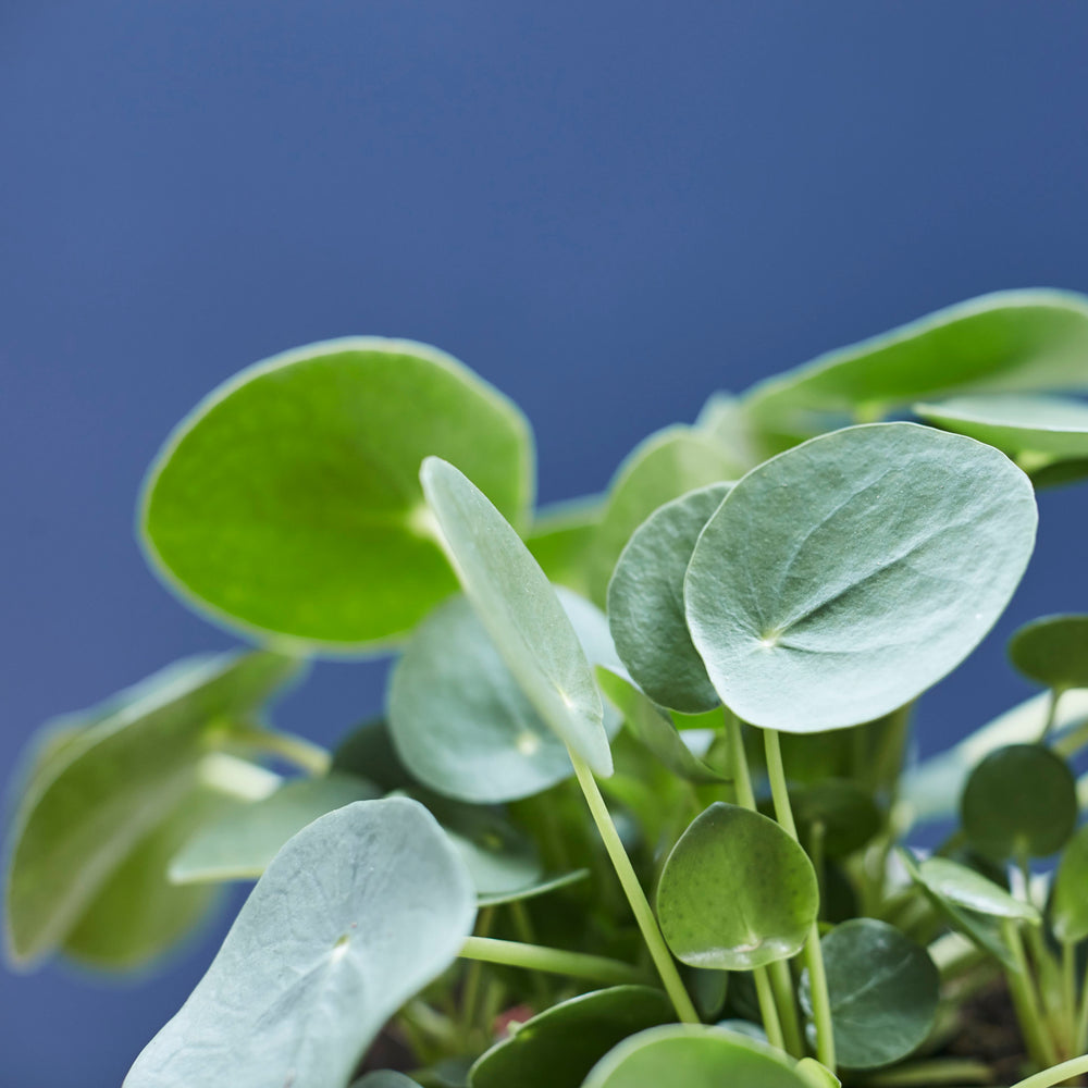 Chinese Money Plant