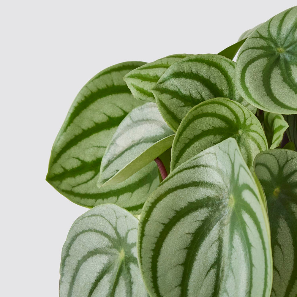 Watermelon peperomia