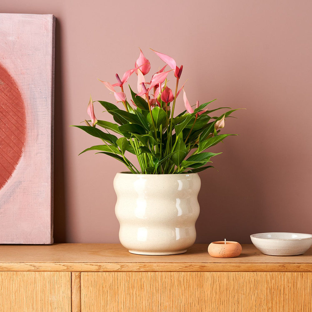 Anthurium ‘Lilli’
