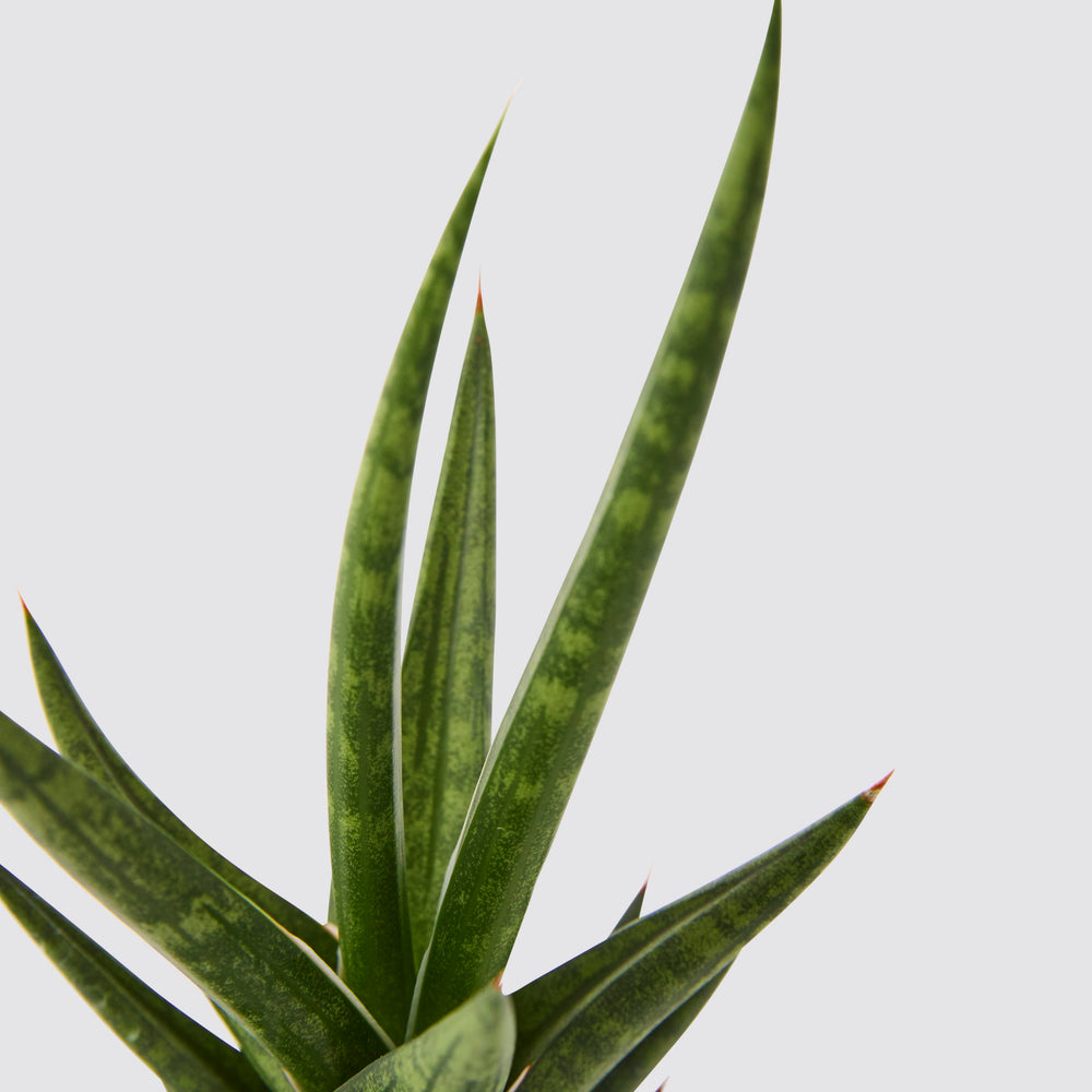 Sansevieria spikey