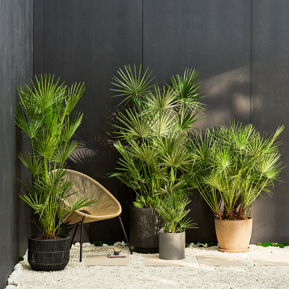 Chamaerops Humilis | Patch Plants