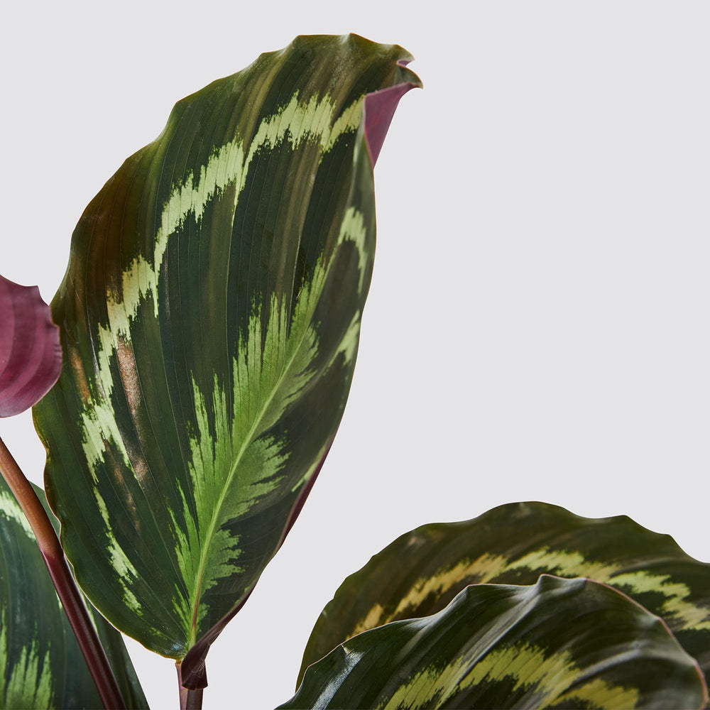 Calathea