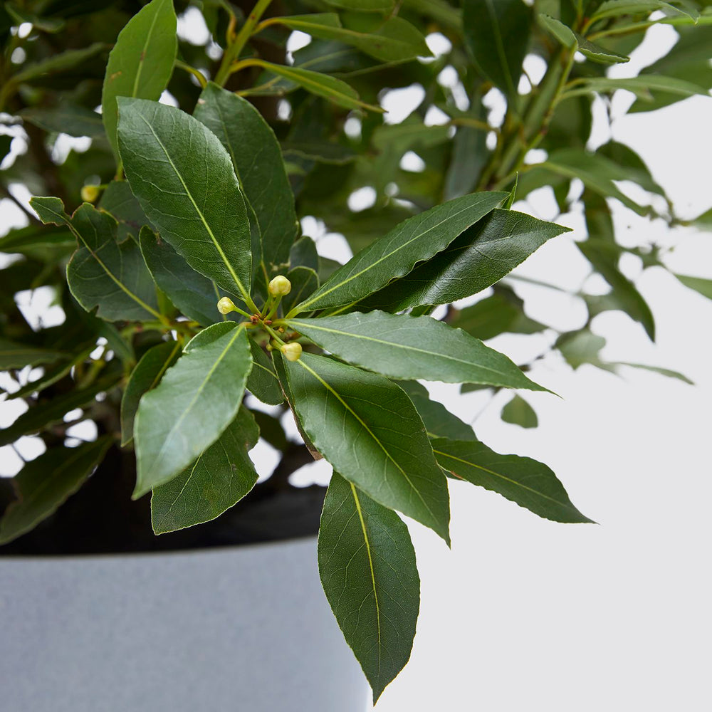 Bay tree