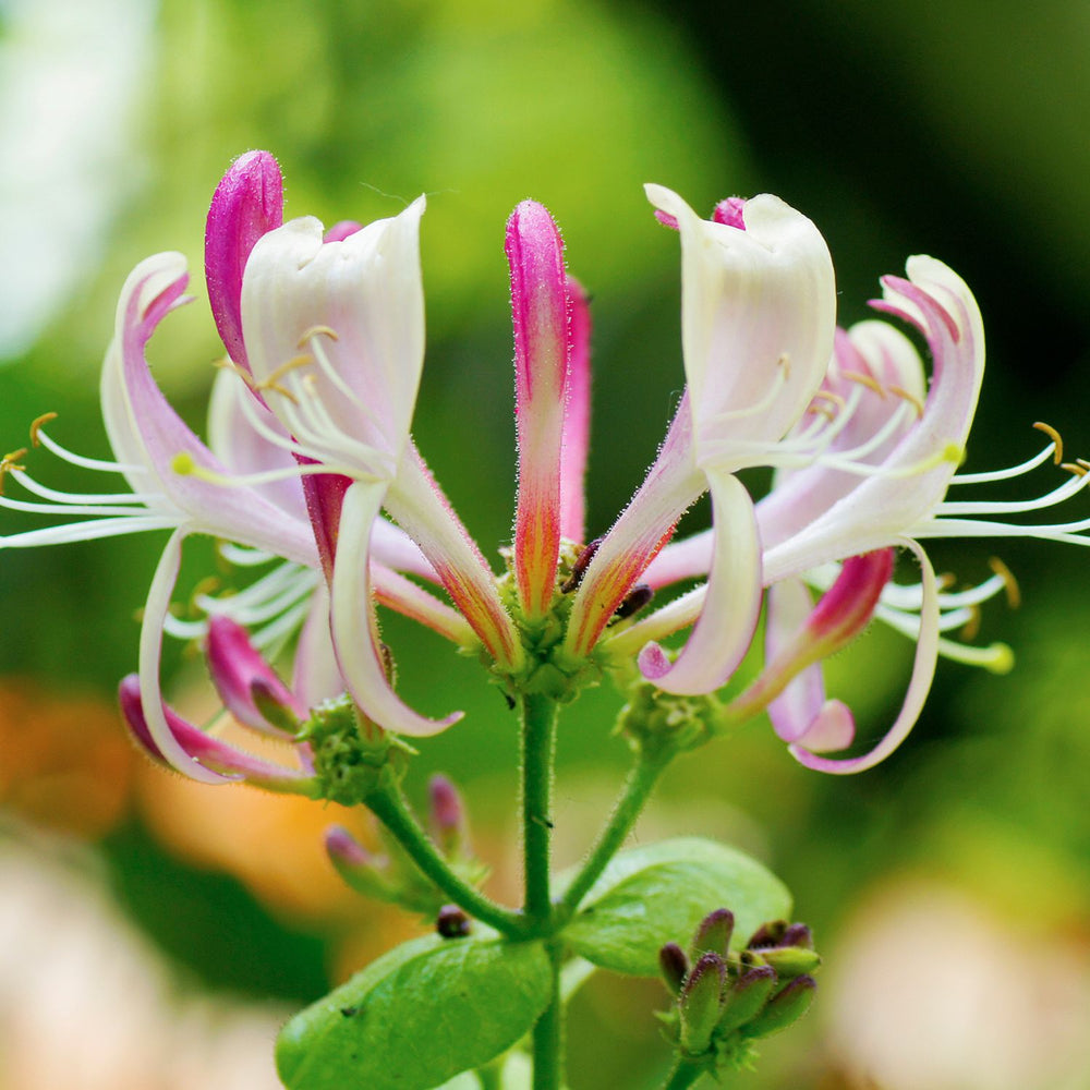 Honeysuckle lonicera
