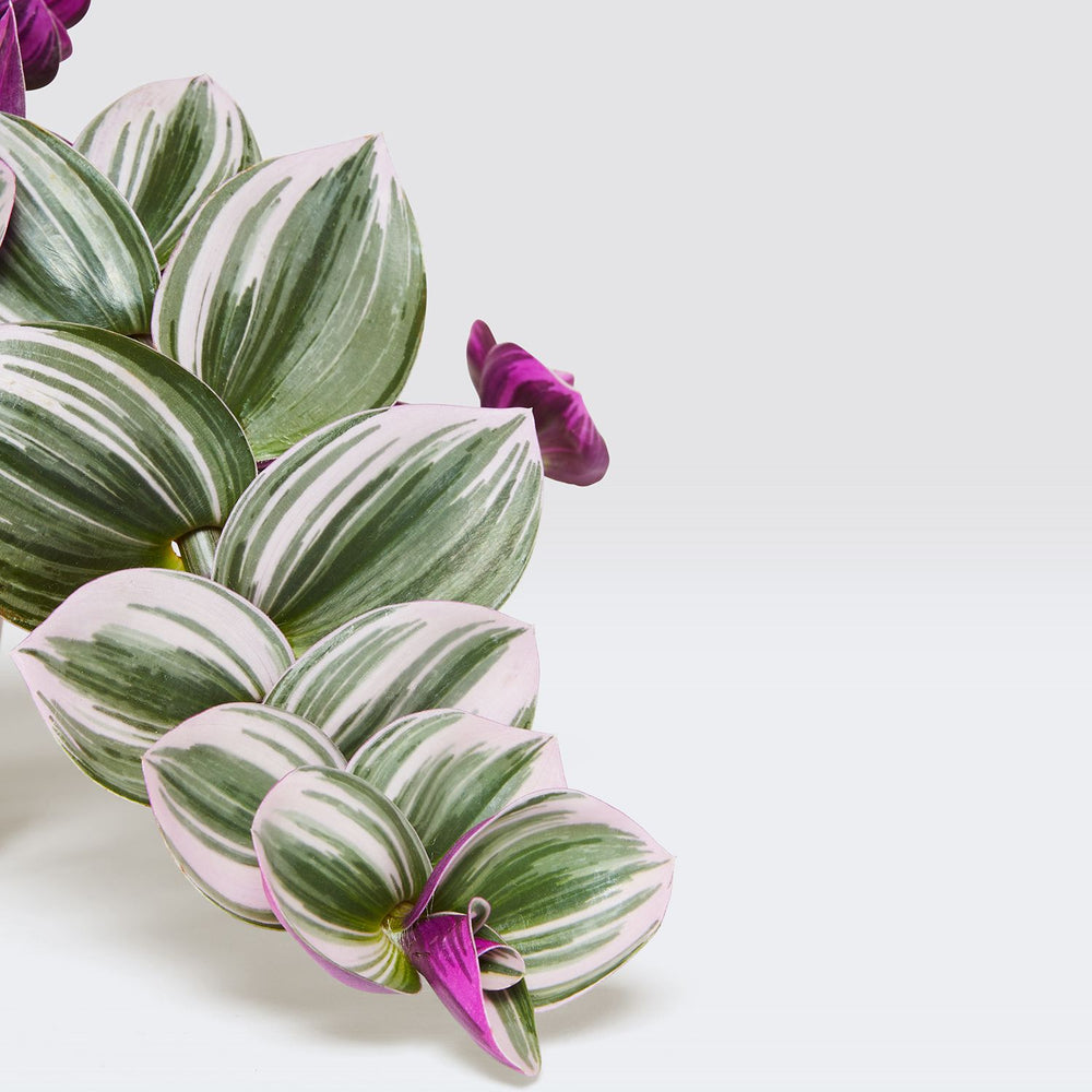 Tradescantia Nanouk