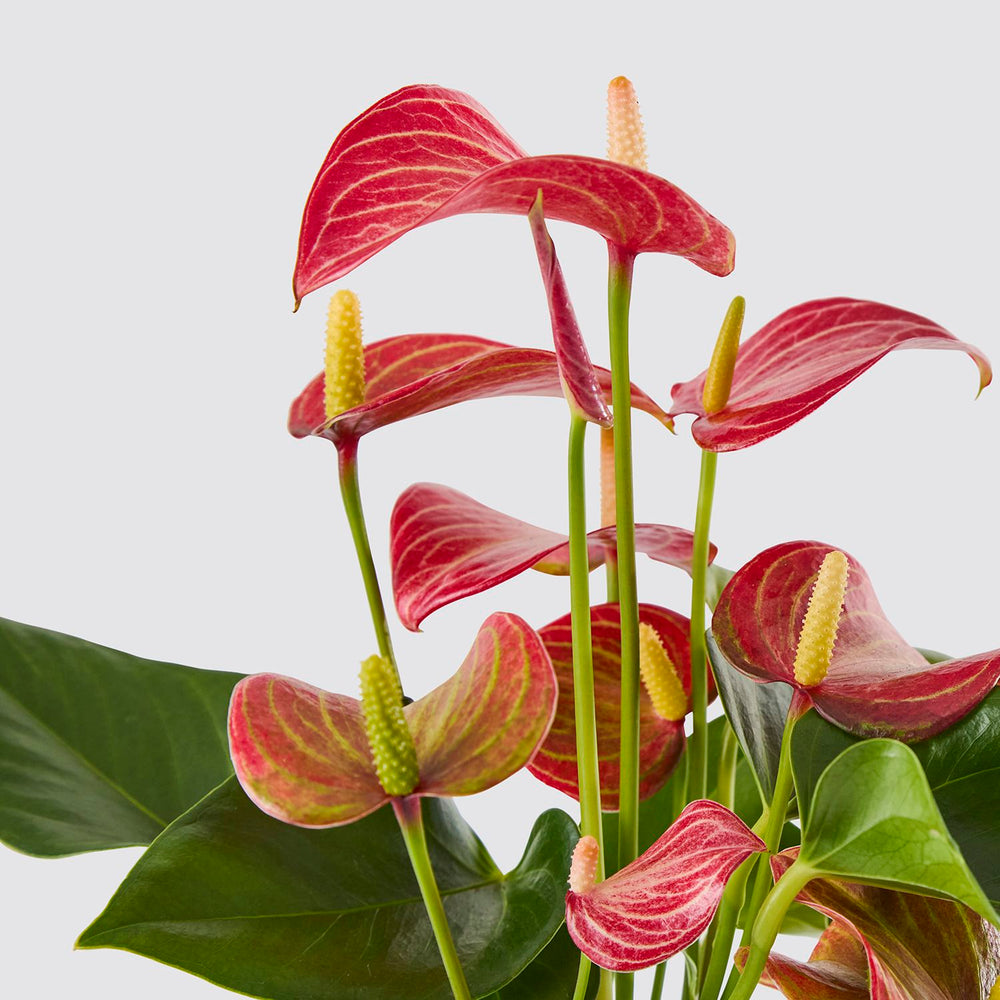 Anthurium 'livium' - red