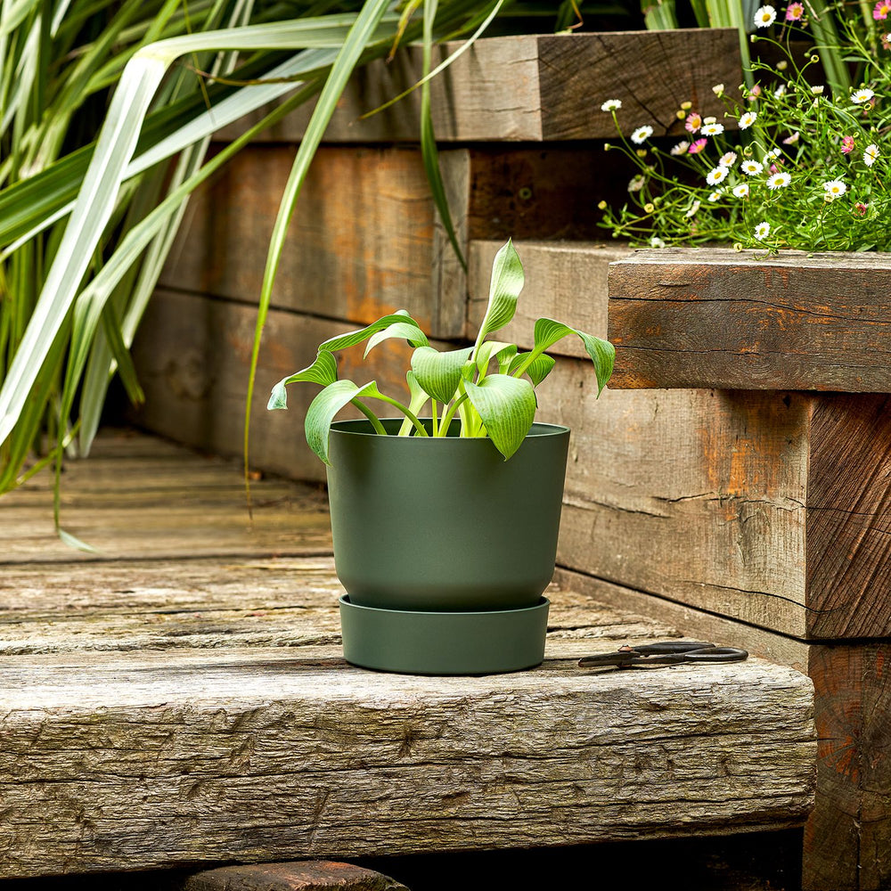 Hosta - Green
