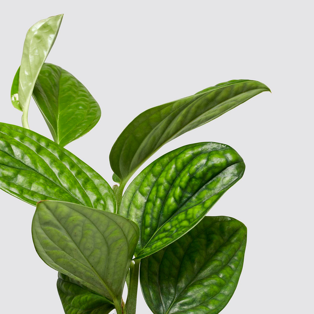 Epipremnum pinnatum 'Marble Planet'