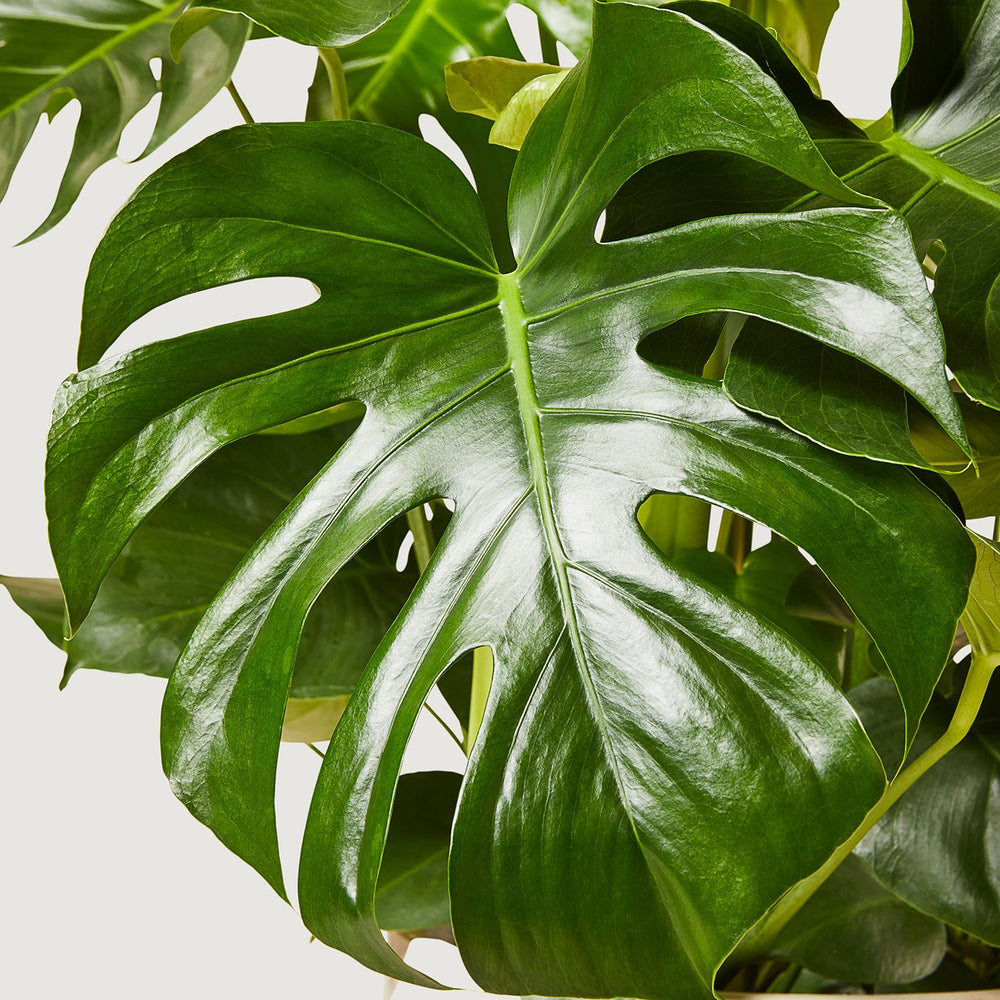 Swiss cheese plant
