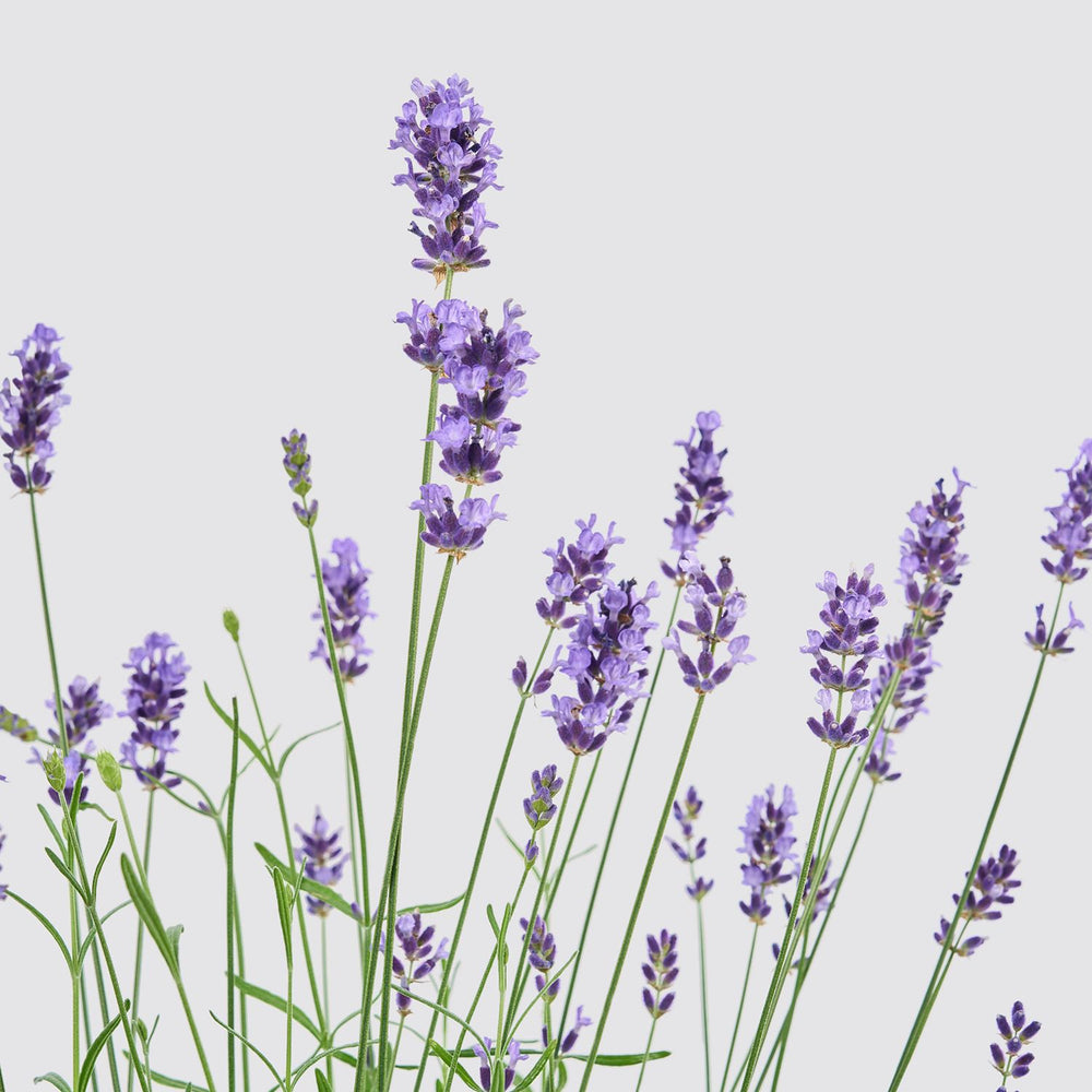 English Lavender - purple