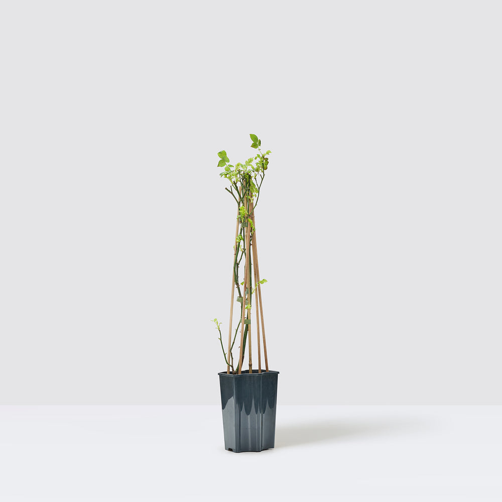 Climbing rose - peach | Patch Plants