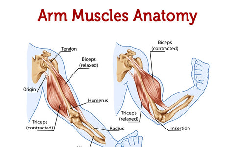 Arm Muscle Anatomy