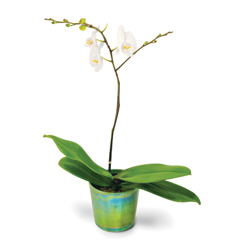 Orchid Simplicity. One white Phalaenopsis orchid arrives in a unique planter.