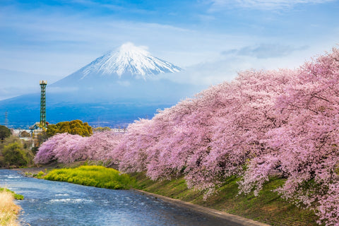 Introduction: The Timeless Charm of Cherry Blossom Trees in Japan